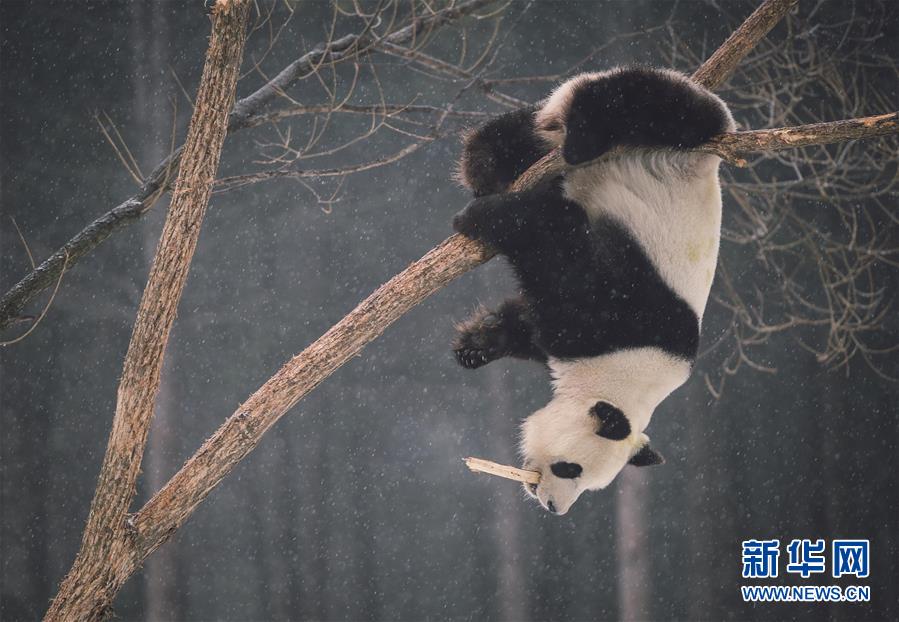 图片故事大熊猫东北过冬记卖萌耍宝不亦乐乎