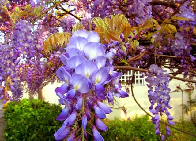 青岛的紫藤花海你一定不知道在哪里