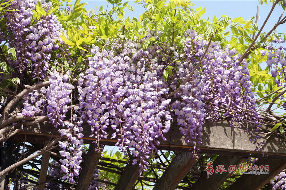 高清青岛紫藤花开李沧文化公园上演一帘幽梦