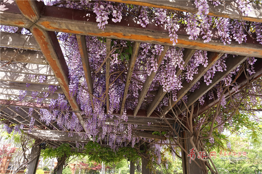 高清青岛紫藤花开李沧文化公园上演一帘幽梦