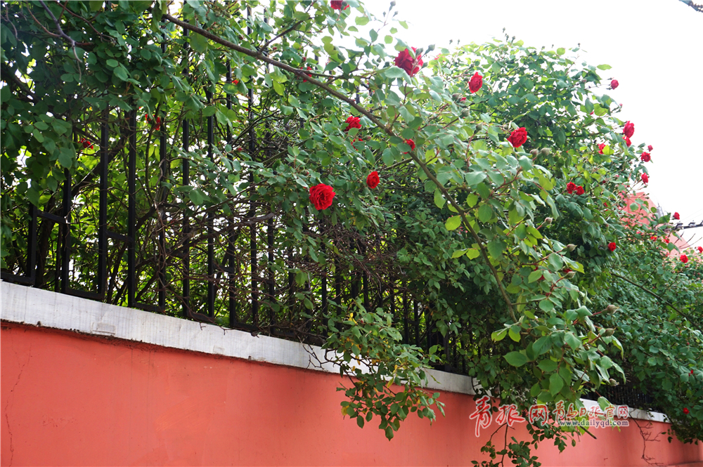 高清初夏青岛蔷薇初绽绿篱红墙外花开绚烂诗意盎然