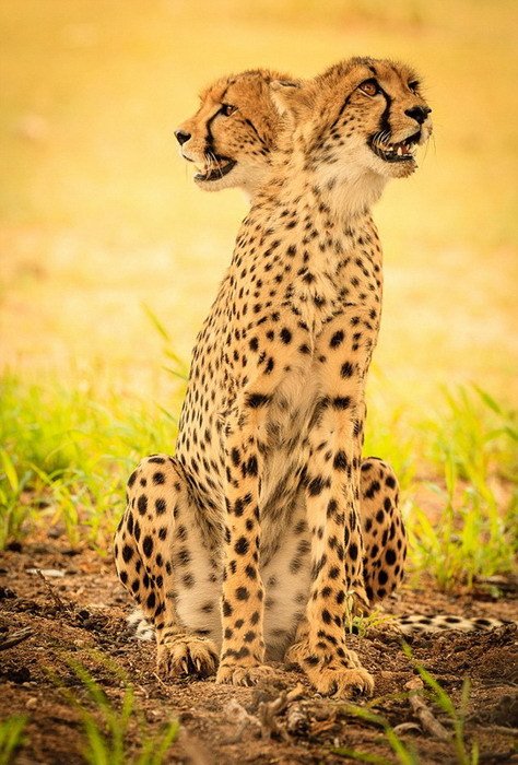 双头马无头骆驼摄影师抓拍创意动物错位图