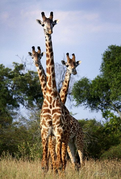 双头马无头骆驼摄影师抓拍创意动物错位图