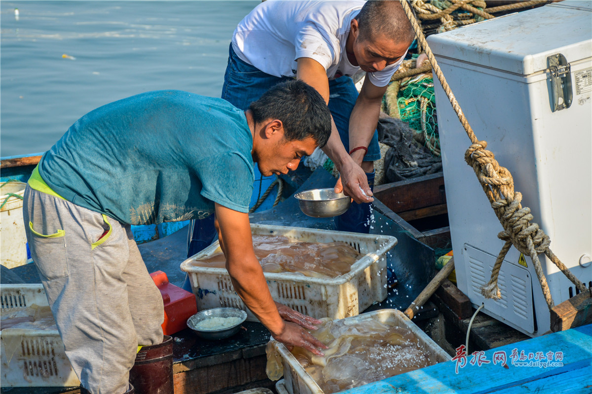 在渔民收获的海鲜当中,海蜇也是重要的捕捞对象,图为一艘小渔船上的