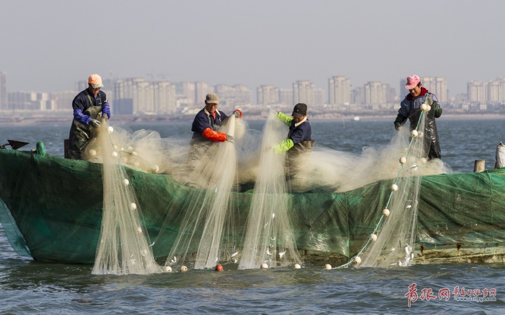 实拍胶州湾小围网捕鱼记录渔民的勤劳与智慧