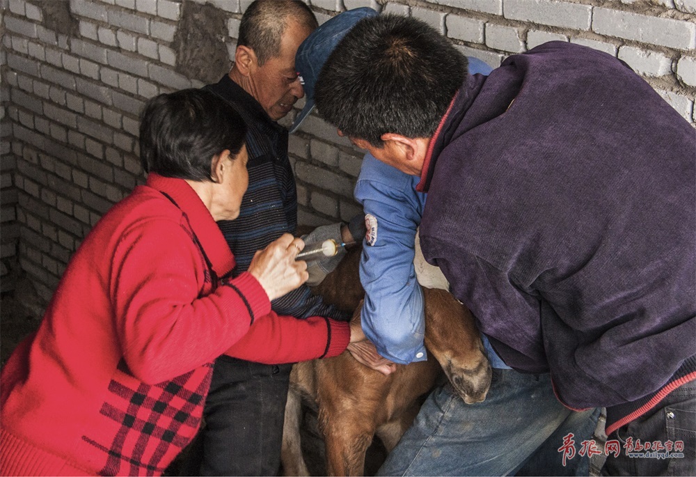 为了给它治病,老江专门请了当地的兽医为它诊疗.