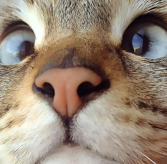 "对眼猫"走红网络 收获14万粉丝