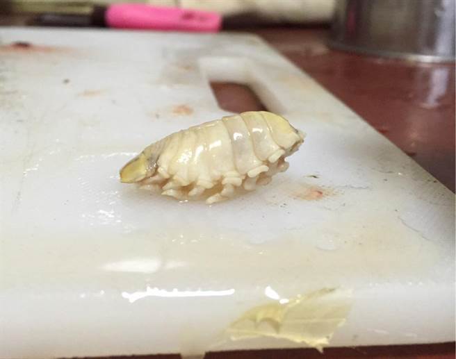 "缩头鱼虱"在幼虫时进入鱼类的口腔内,通过鱼的舌头吸食鱼的血液