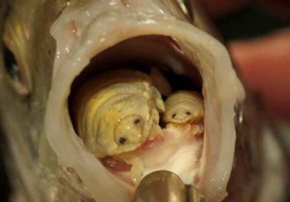 "缩头鱼虱"在幼虫时进入鱼类的口腔内,通过鱼的舌头吸食鱼的血液