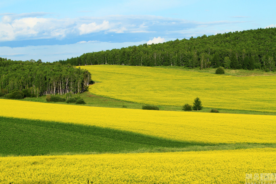 内蒙古呼伦贝尔田野地理风光,原野田园景色,农田油菜花开.