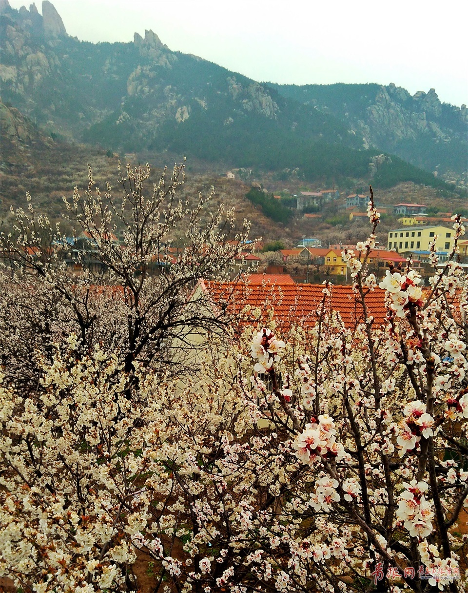 实拍雨中崂山卧龙村烟雨迷蒙宛若仙境
