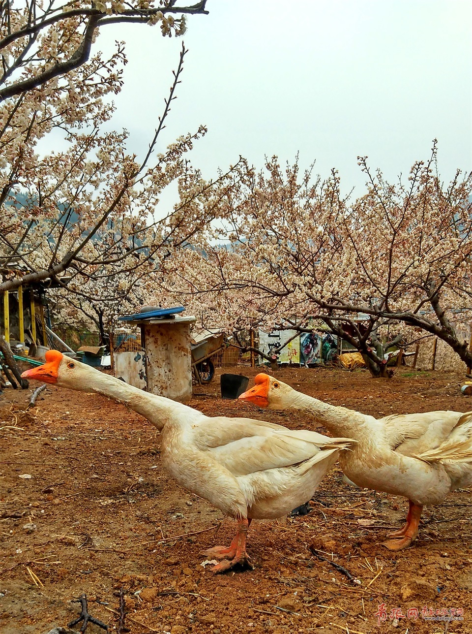 实拍雨中崂山卧龙村烟雨迷蒙宛若仙境