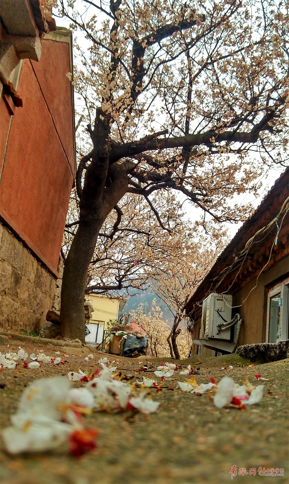 实拍雨中崂山卧龙村烟雨迷蒙宛若仙境