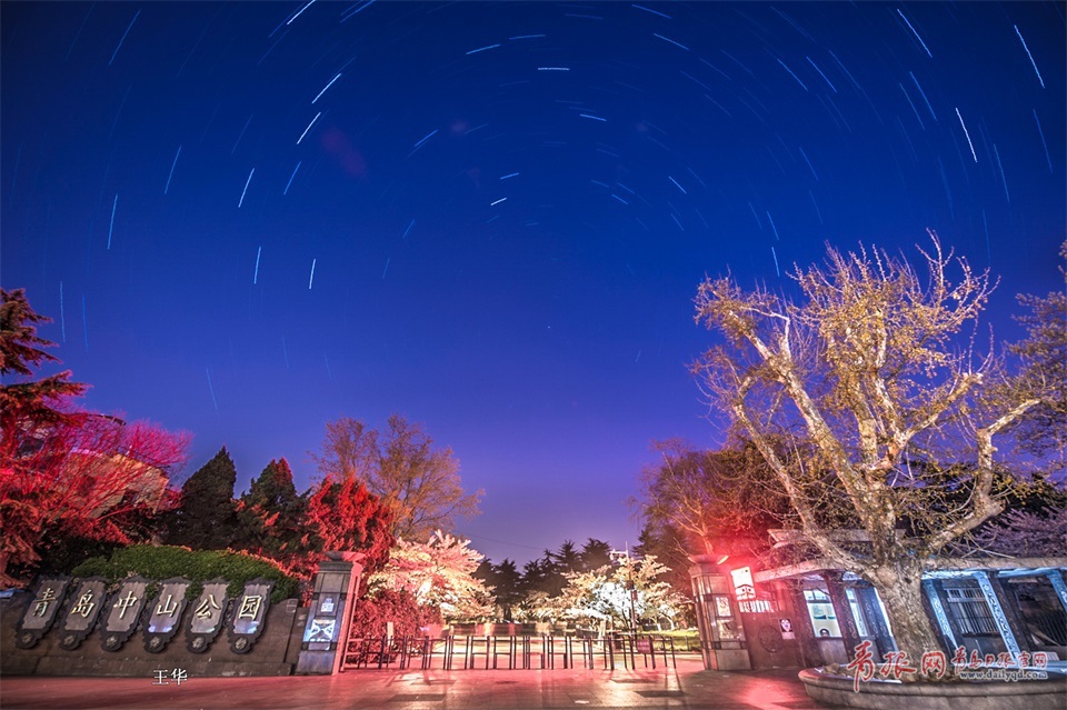 最美人間四月天,青島中山公園櫻花大道繁花似錦.