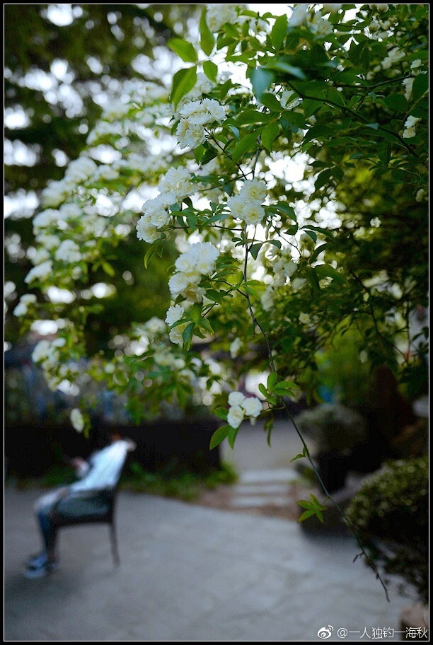 青岛七里香迎来盛花期 繁花似锦馨香四溢