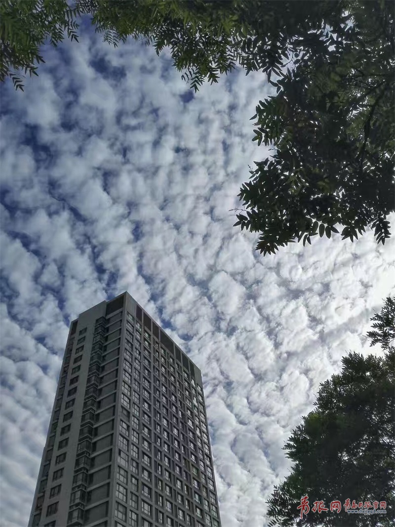 今日(6月5日)上午,青島上空出現一條條帶狀雲,如排骨一般點綴在蔚藍