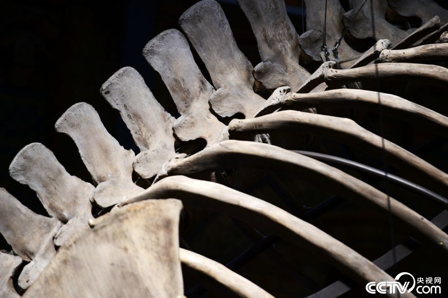 鲸鱼骨骼标本图片