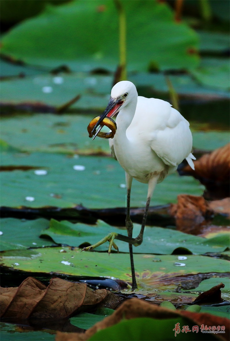 眾水鳥輪番登場小西湖變身候鳥樂園