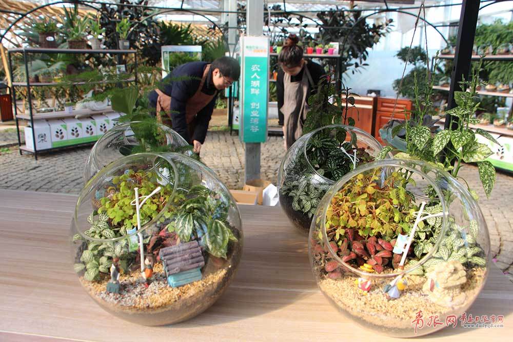 "苔藓微景观是一个小型生态系统,看似元素繁多,但底部都是一样的,一般