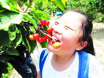 小樱桃下市价格降大樱珠接棒继续打采摘战