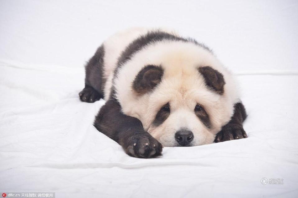组图一毛一样狗主人给松狮犬染色假扮大熊猫