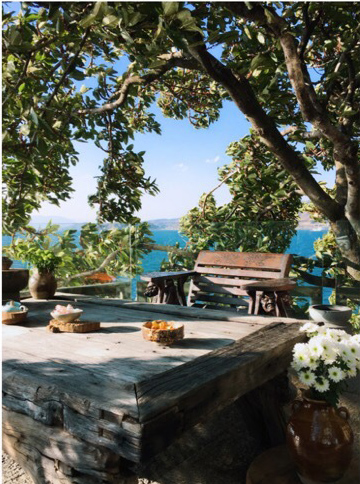 杨丽萍家中的花草.