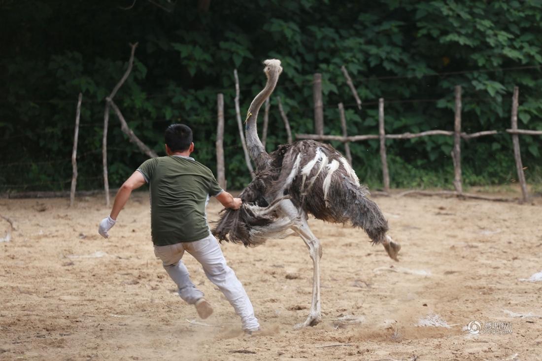 作為中國最大的鴕鳥種鳥飼養基地——鄭州金鷺鴕鳥園600只種鳥開始