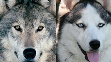 哈士奇被关进狼馆咬伤德州动物园被钢筋划伤