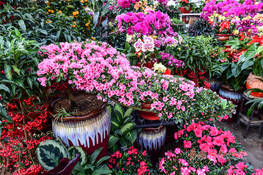据了解,青岛枯桃花卉交易中心是青岛乃至山东半岛最大的花卉