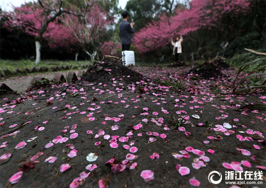 雨后杭州:西湖孤山景区梅园花瓣飘落满地
