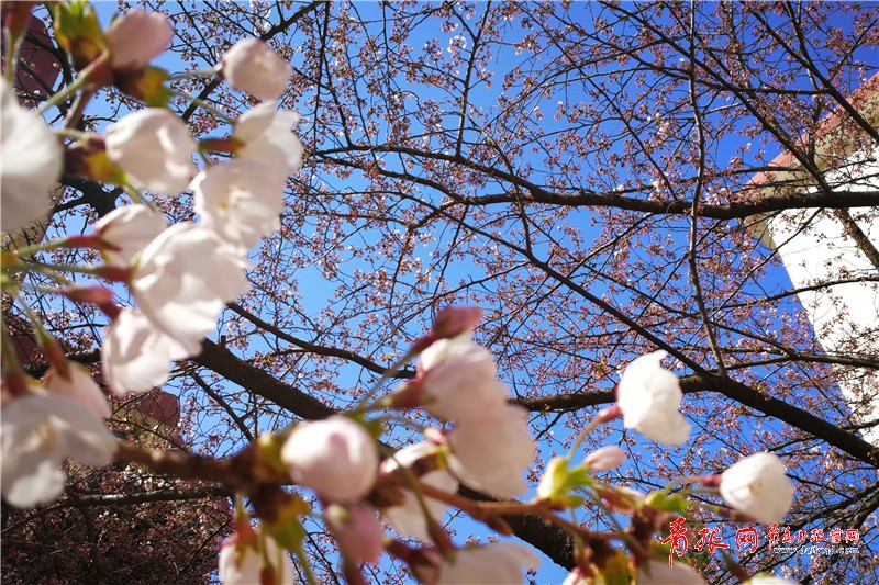 青岛最美樱花路藏身小巷盛开时节如隧道