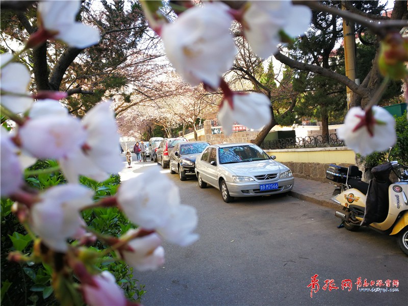 青岛最美樱花路藏身小巷盛开时节如隧道