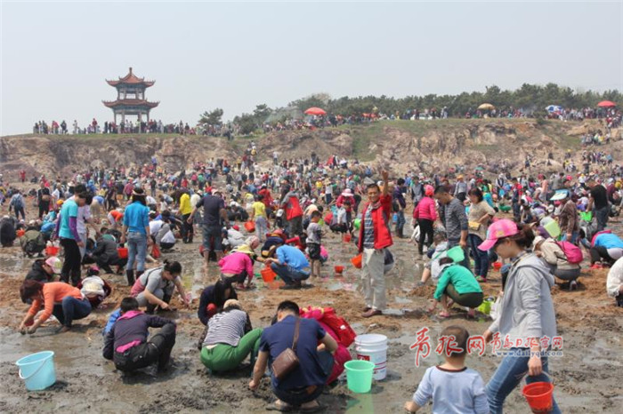 青岛日报/青岛观/青报网讯 4月29日第十五届"青岛红岛蛤蜊节"战式