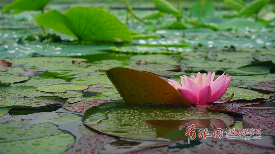 大珠小珠落玉盤中山公園雨中蓮花更嬌豔