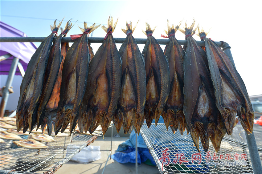 青岛的"秋收":渔民晾晒鱼干忙