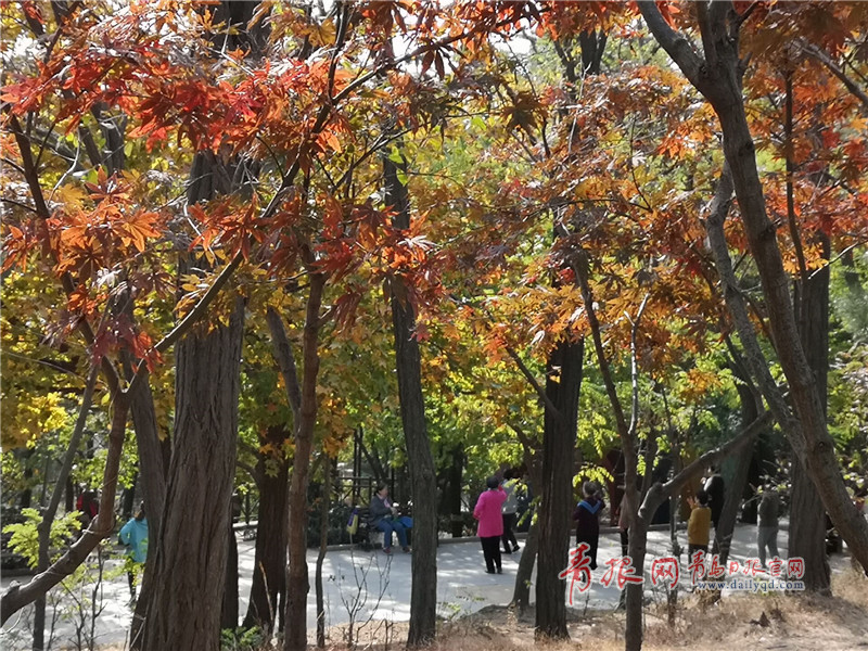 实拍辛家庄北山:层林尽染 枫叶娇艳诱人