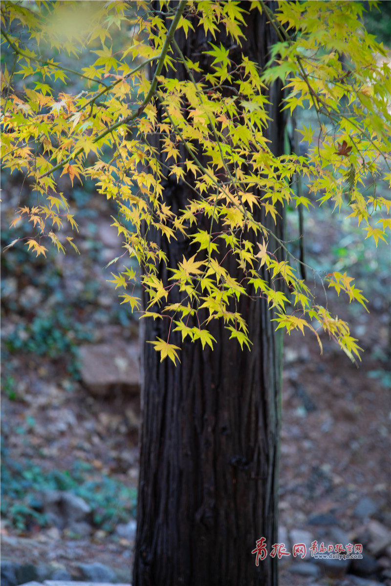 在蓝天的映衬下,层林尽染,更显夺目.