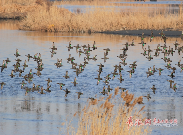 動物世界大探秘海洋·海岸動物_江陰香江海岸樂園_藍色海岸海洋樂園