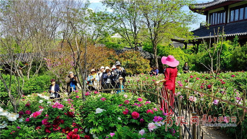 城陽國學公園牡丹花盛開 市民徜徉花海之中